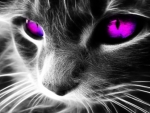 Cool Cat =^..^= Ultra~Violet Eyes