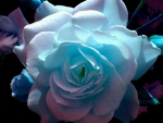 Pale Lavender~Blue Rose