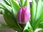 Tulip