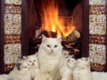 Family of white cats by the fireplace