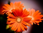 Gerbera
