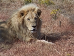 Male Lion