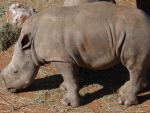 Baby Rhino