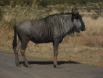 Gnu (wildebeest