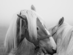 horse love
