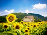Sun Flower Field
