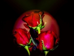 Three Red Roses