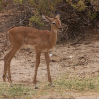 Impala Calf