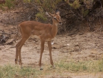 Impala Calf