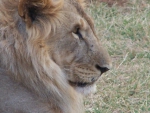 Lion head