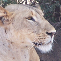 Lioness head