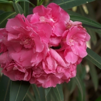Rhododendron