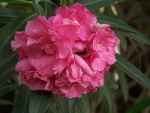 Rhododendron