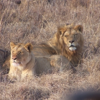 Lion Couple