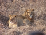 Lion Couple