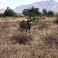 Oryx (Gemsbok)