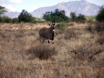 Oryx (Gemsbok)