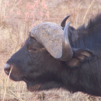 African buffalo or Cape buffalo (Syncerus caffer)