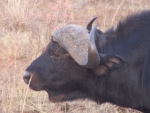 African buffalo or Cape buffalo (Syncerus caffer)