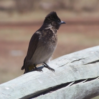 Common Bulbul-Pycnonotus barbatus