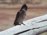 Common Bulbul-Pycnonotus barbatus