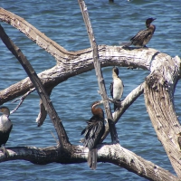 Cormorants