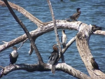 Cormorants