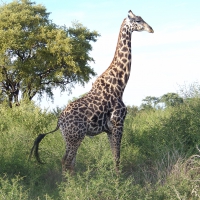 Masai Giraffe
