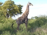 Masai Giraffe
