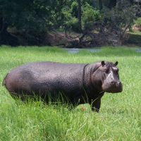 Hippopotamus @ Chobe river