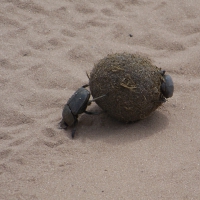 Dung Beatle(s)