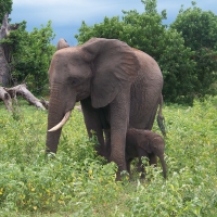 Elephant and Calf