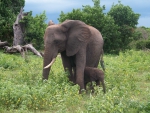 Elephant and Calf