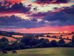 horses grazing in a pasture at sunset