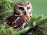 sweet owl