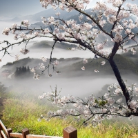 tree blossoms by mountain stairs in fog