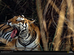 Yawning Tiger - India