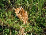 Sleeping Fawn