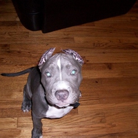 kratos after ear crop