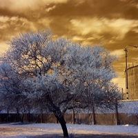 The Tree And The Water Tank