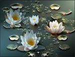 White Water Lillies