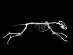 Running Dog Skelleton