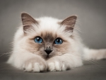 Beautiful Birman Cat