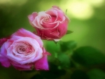 ..Sweet Couple Roses..