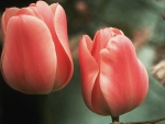 Pink Tulip