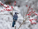 Blue Jay
