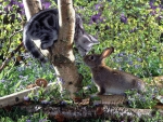 kitty and bunny playing in the spring garden