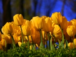 Field of yellow tulips