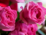 Pink Roses!