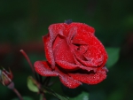 Wet Red Rose!